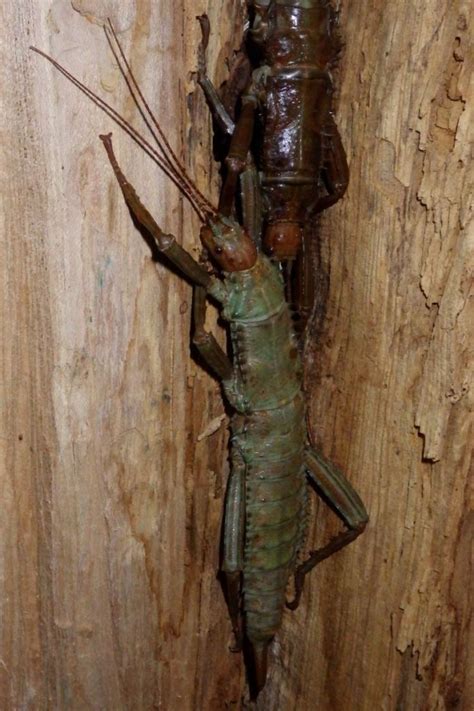 Thorny Devil Stick Insect