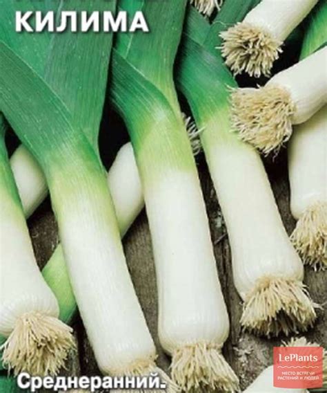 Лук-порей 'Килима' — описание сорта, характеристики | на LePlants.ru