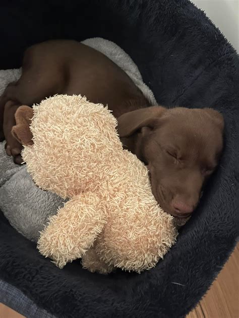 New Tracks Psychology