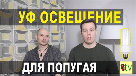 УФ лампа для попугаев. Зачем нужна и как пользоваться. - YouTube