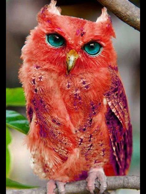 5+ Rare Beautiful Owls Article - waqsxz