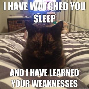 stare cat memes | quickmeme