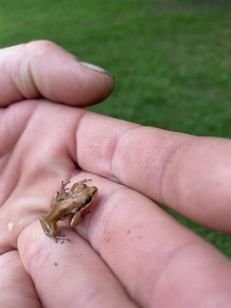 is it normal frog injured for beginners 2