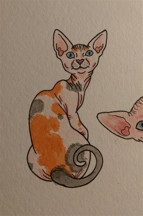 hairless cat drawing by chickenfoot87 on DeviantArt