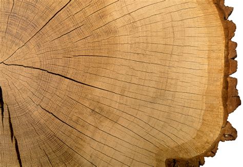 gambar besar penampang batang pohon foto stok  gambar