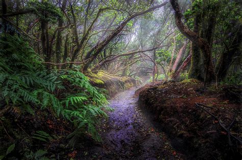 Misty Forest Path Wallpapers - Wallpaper Cave