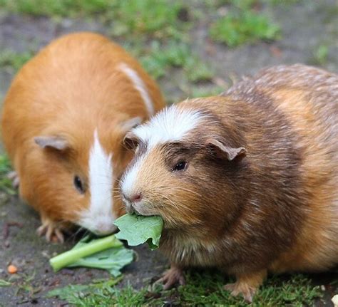 Can guinea pigs transmit diseases to dogs
