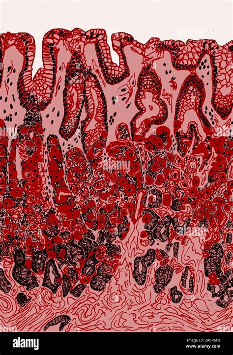 Stomach wall. Illustration of a section through the wall of the stomach ...