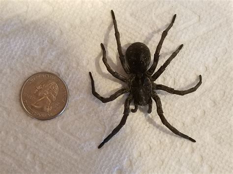Wolf Spider Species Identification
