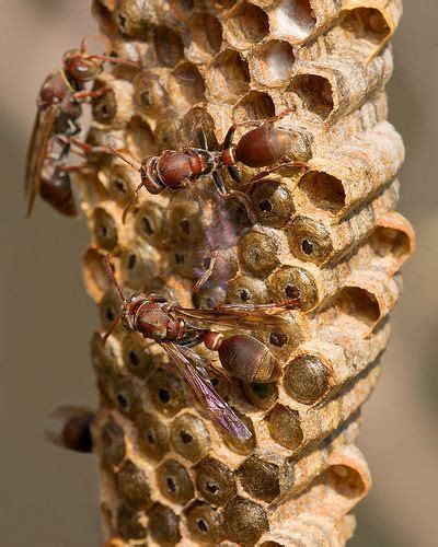 Small Brown Paper Wasp Nest. | Wasp nest, Wasp, Bees and wasps