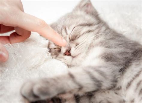 Why Do Cats Knead? | PetMD