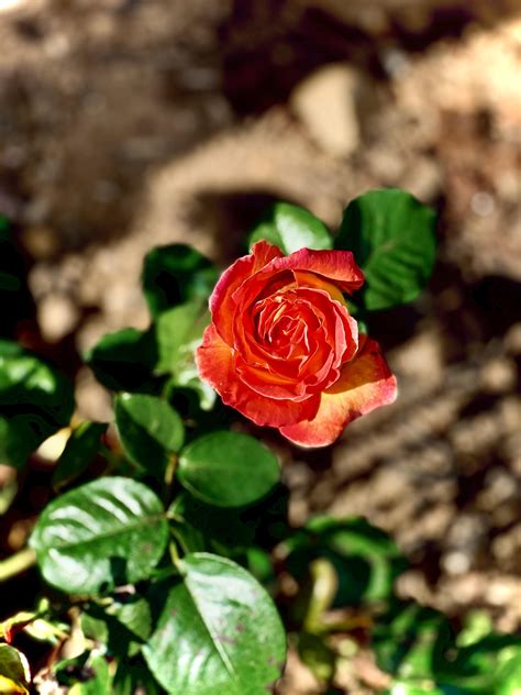 My beautiful “Elle” rose : r/flowers