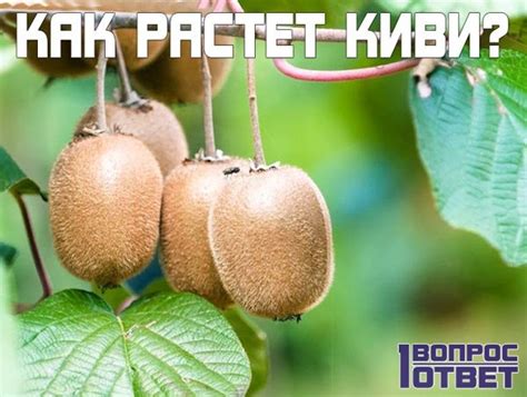 Как растет киви? Фото плодов растения, как выглядят растущие киви. В ...