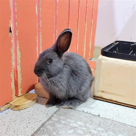 Current Bunnies — The Bunny Cafe