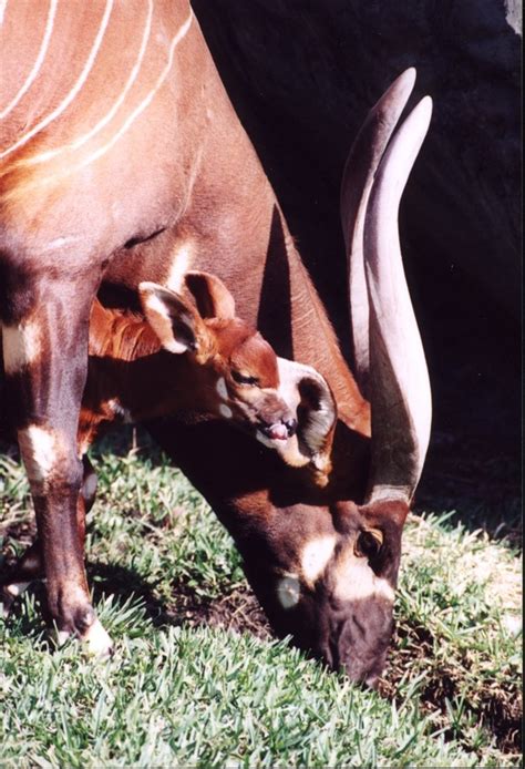 Hoofed Mammals - WOW Biology 101