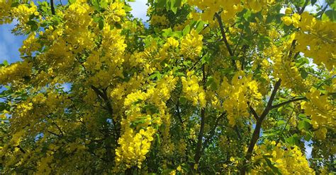 HOW TO GROW LABURNUM x WATERERI 'VOSSII' |The Garden of Eaden