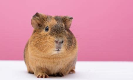 Guinea Pigs | PetMD