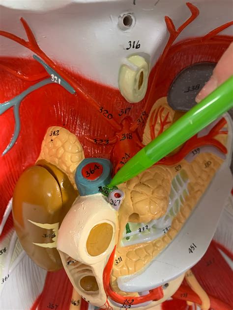 Abdominal cavity Flashcards | Memorang
