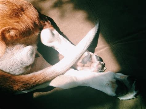 Premium Photo | High angle view of basset hound legs