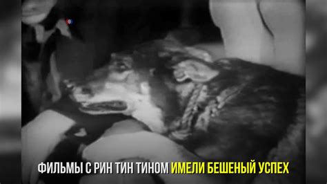 Звезда Голливуда – Рин Тин Тин - YouTube