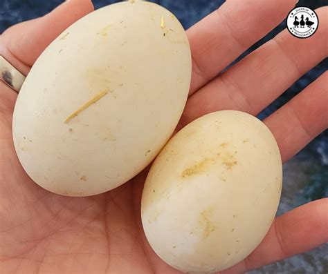 Duck Eggs vs Chicken Eggs: A Comparative Analysis