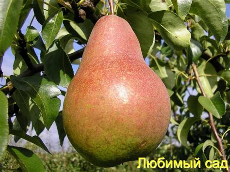 Бера Киевская | Любимый сад