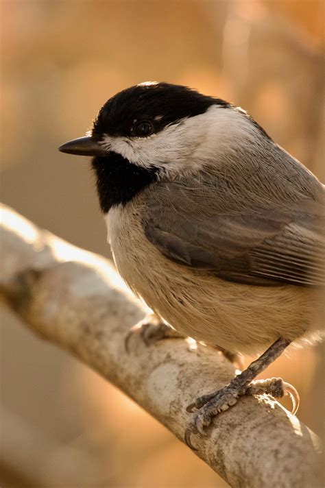 Some NC Birds : r/ncnature