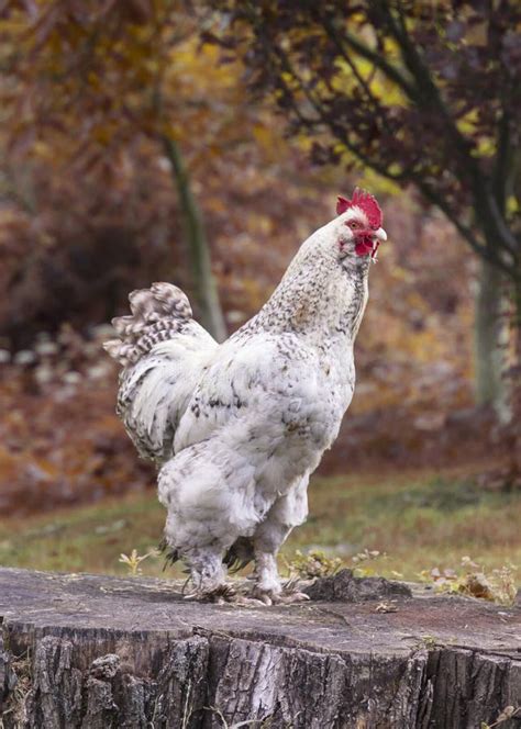 white big rooster  garden   backyard stock image image