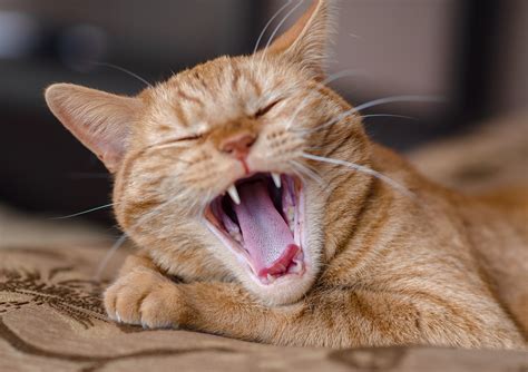 Cat Dentist In Chippenham | Chalkland Vets