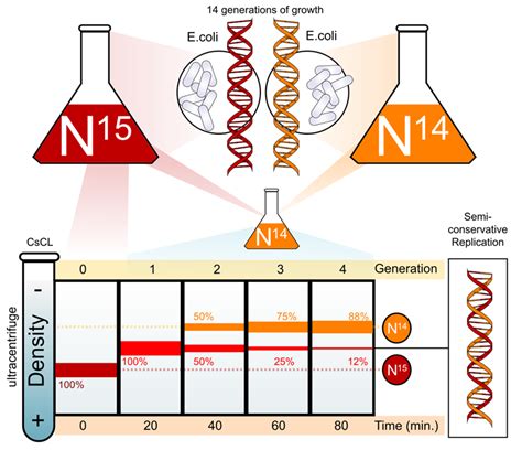 The Meselson And Stahl's Experiments on Mode of DNA Replication