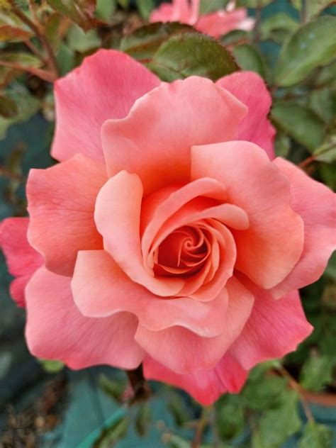 Rosa Botticelli | Fotografia di fiori, Rose belle, Fioriture primaverili