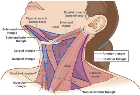 Neck Swellings | Ento Key
