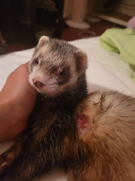 Ferret Mast Cell Tumor at Craig Cox blog