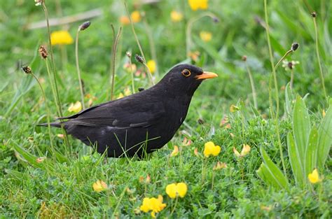 SS15 wildlife watching: Blackbird heard from the non-lockdown window