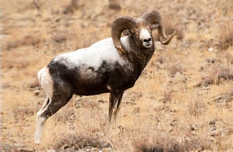 Altai Argali in 2024
