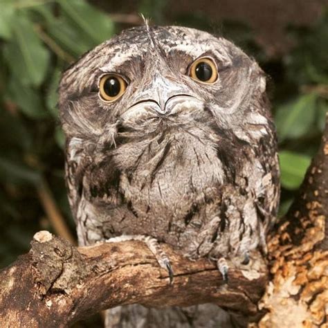 Introducing the frogmouth – Artofit