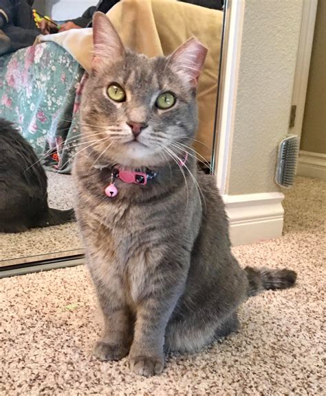 Willow — Nothin' But Love Cat And Kitten Rescue