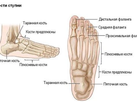 Схема строения костей ступни человека: анатомия стопы, кровеносная и ...