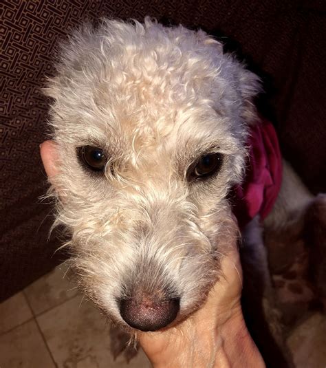 Dog for Adoption - Hypoallergenic puppy mini poodle girl, a Poodle