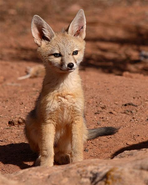 60+ Desert Kit Fox Stock Photos, Pictures & Royalty-Free Images - iStock