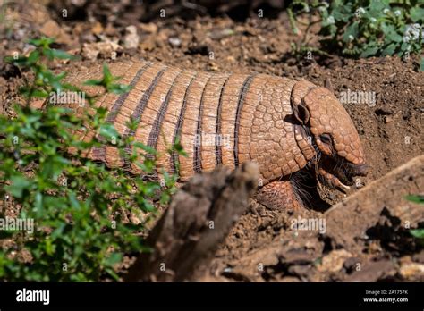 Armadillo burrow hi-res stock photography and images - Alamy