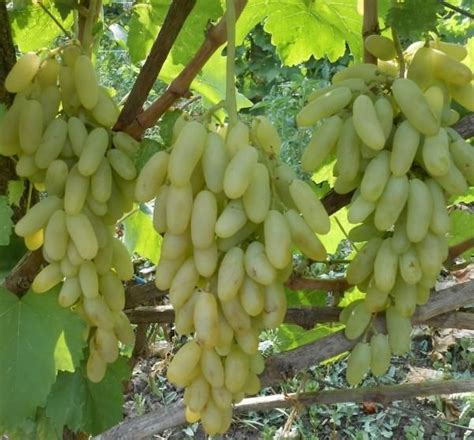 Виноград Дамские пальчики: научное название, описание сорта