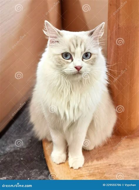 Ragdoll Cat Breed Baby Longhair Ragdolls Cats British Kitty Kitties