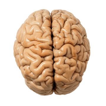 brain png vector psd  clipart  transparent background