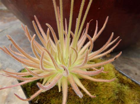 Pinguicula gypsicola - Carnivorous Plant Resource