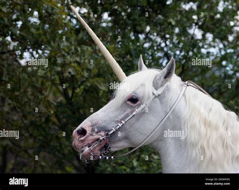 Unicorn horse hi-res stock photography and images - Alamy