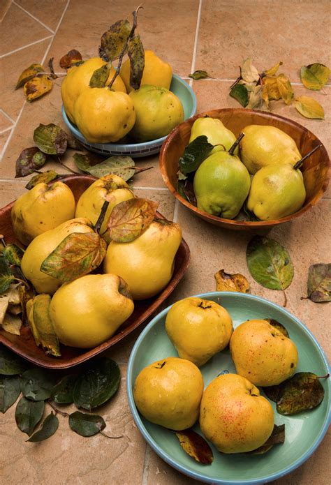 Can you eat raw quince ? | ROHTOPIA | Ganzheitliches Wohlfühlen
