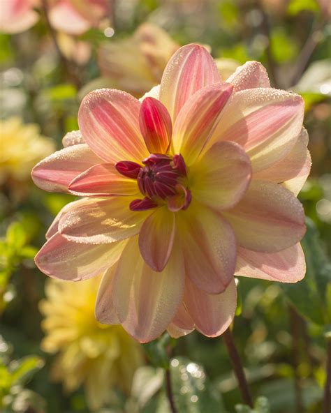 Dahlia 'Happy Butterfly' tubers — Buy online at Farmer Gracy UK