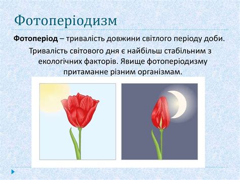 Біологічні адаптивні ритми організмів - презентация онлайн