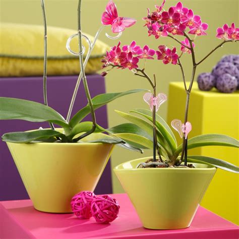 Купить Кашпо для орхидей TROPICAL GREEN 615/22: продажа в Минске, цена ...